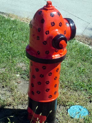 Dog Paws - Cornell and Harrison